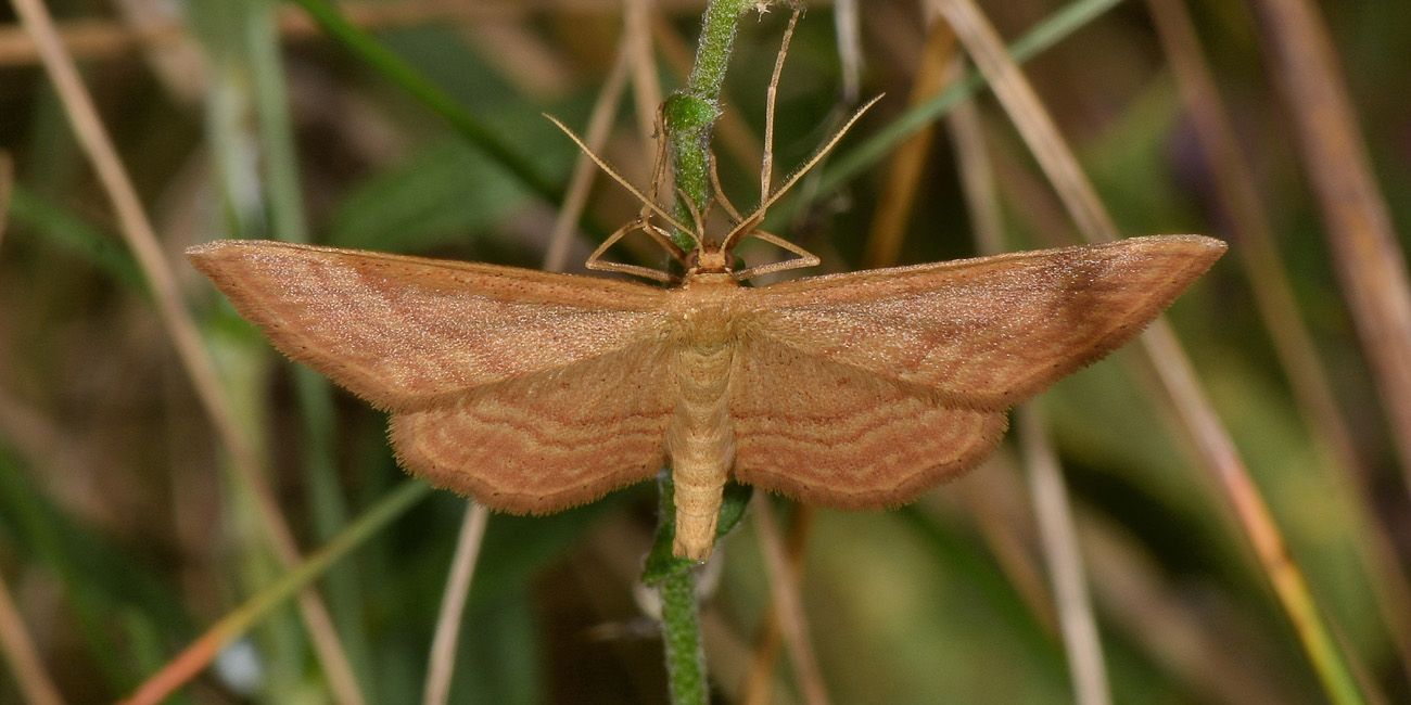 Idaea ochrata, Geometridae